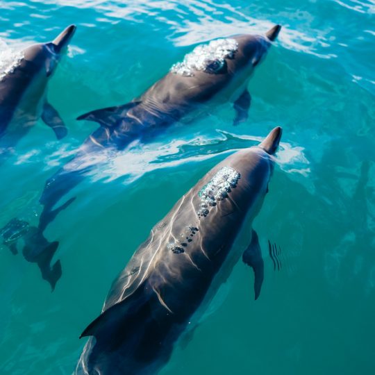 Whale and dolphin watching ~ Madeira Island custom tour ~ Azzurytt Travel Concierge