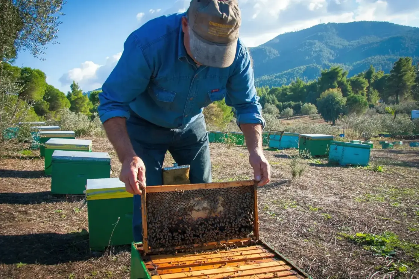 Beekeeper in Halkidiki. Greece’s artisanal traditions -- Azzurytt Europe Discovery