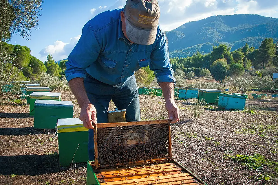 Beekeeper of Haldidiki ~ Bespoke Luxury Cultural Greece Tour ~ Azzurytt Travel Concierge
