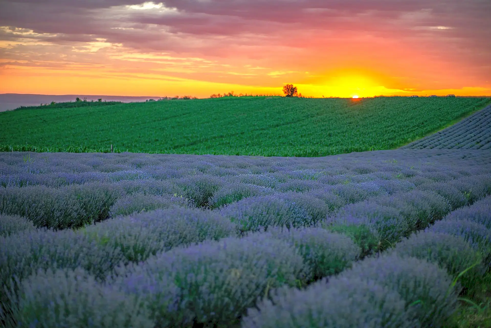 Blooming lavender fields and green hills at sunset in Romania. Luxury Countryside Journeys — Azzurytt Authentic Discoveries