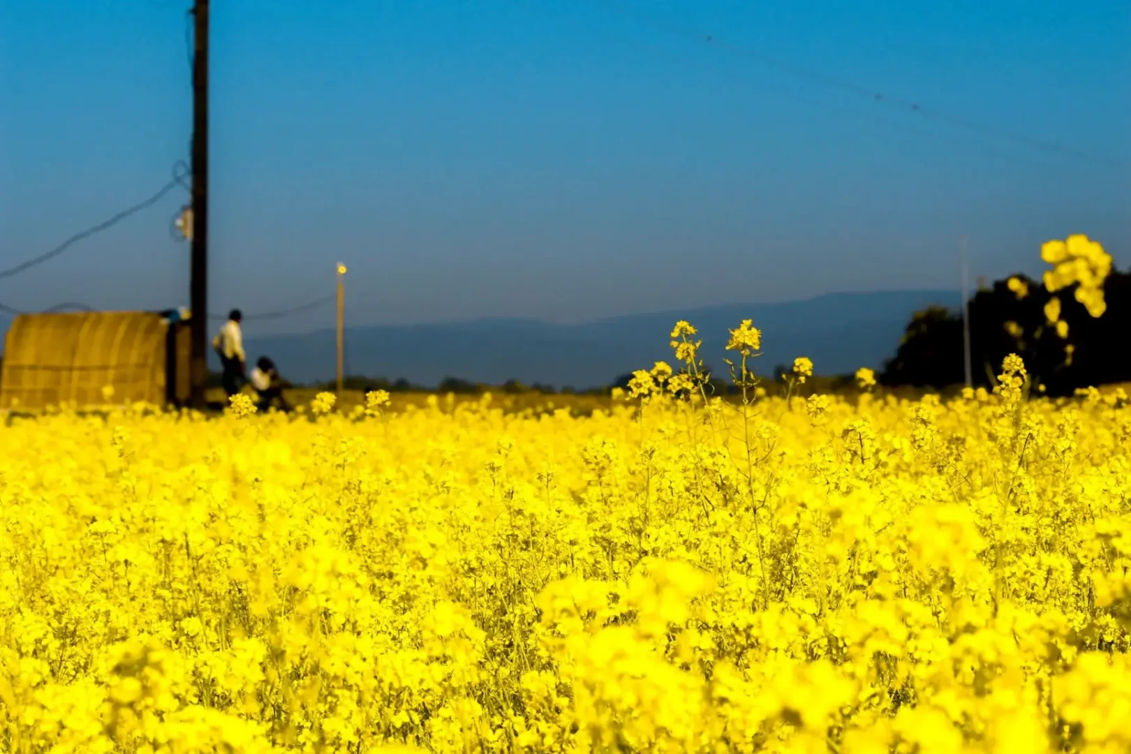 Golden mustard flower field under a clear blue sky. Rural Burgundy Landscape in France — Azzurytt Natural Splendor