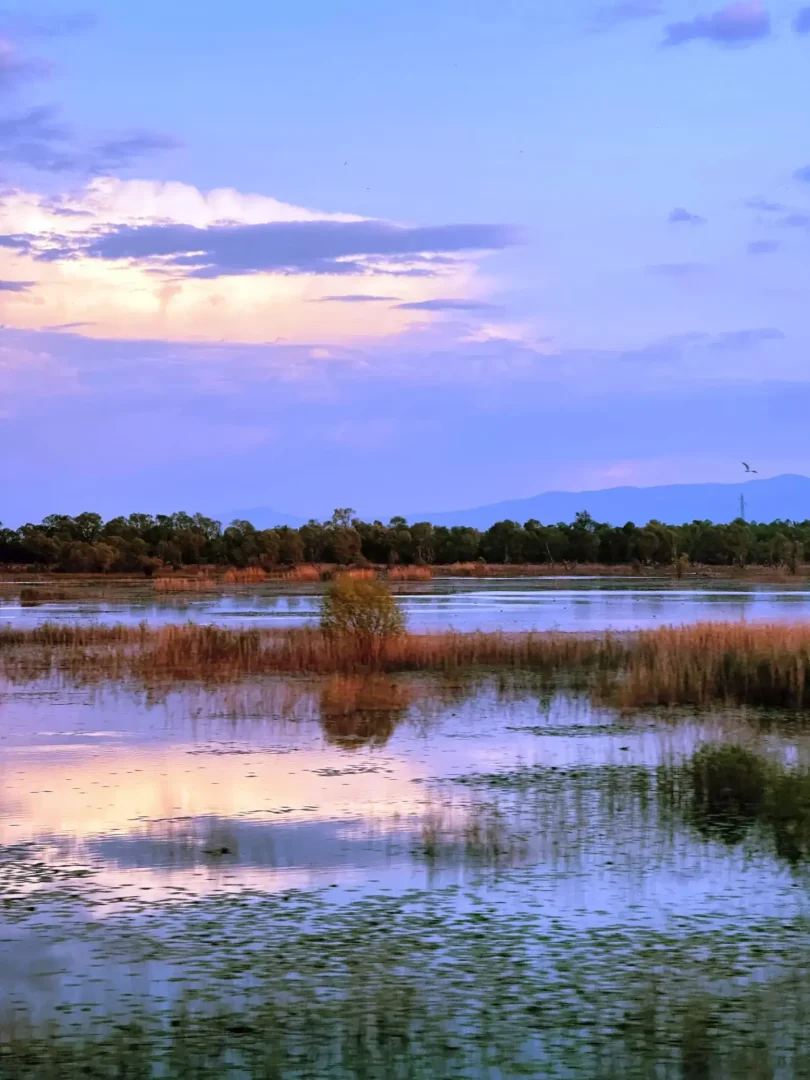 Lush Skadar Lake at dawn, Podgorica. Montenegro’s serene wilds -- Azzurytt Bespoke Europe Tours
